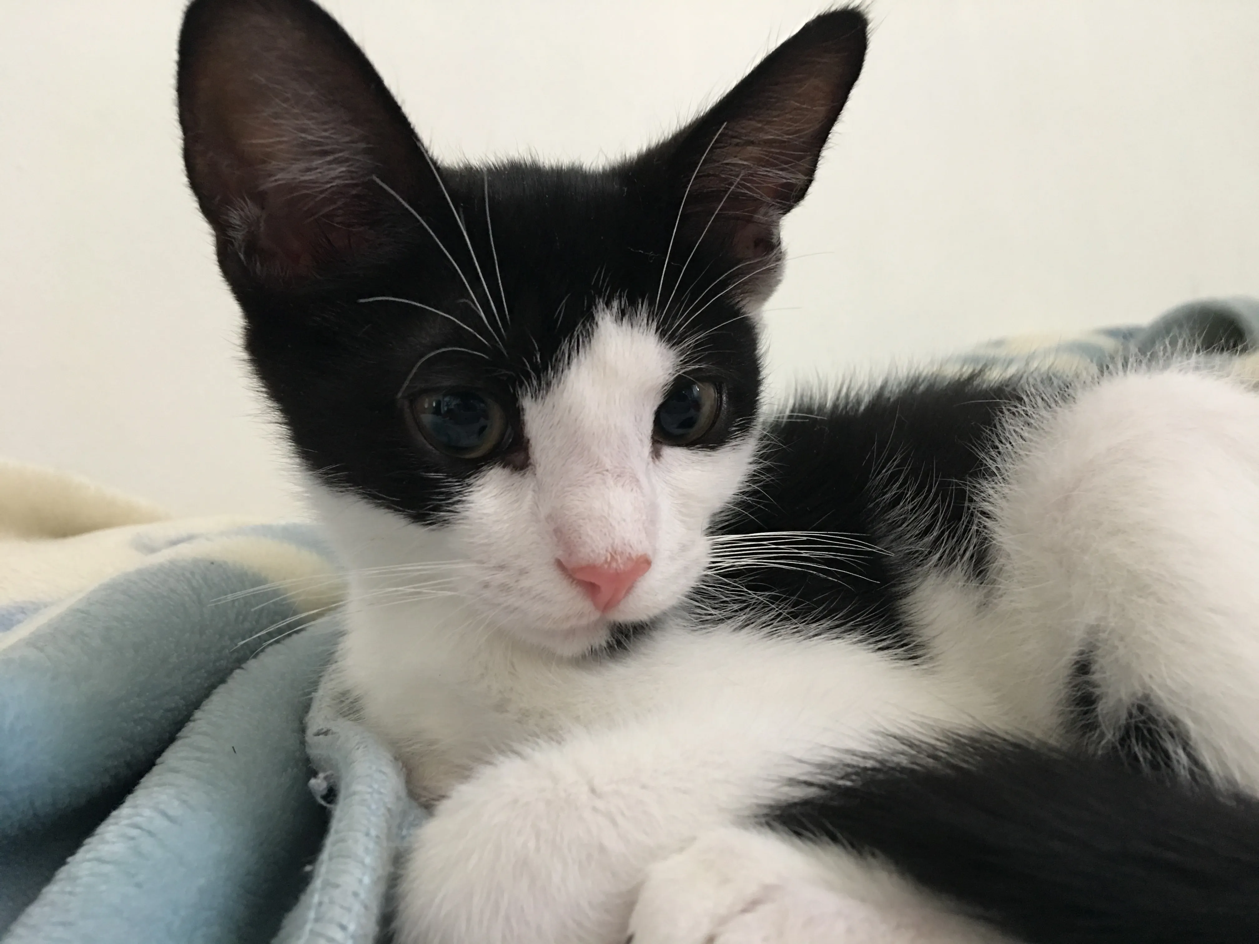 Her ears look massive in this picture. Her ears look massive in this picture.