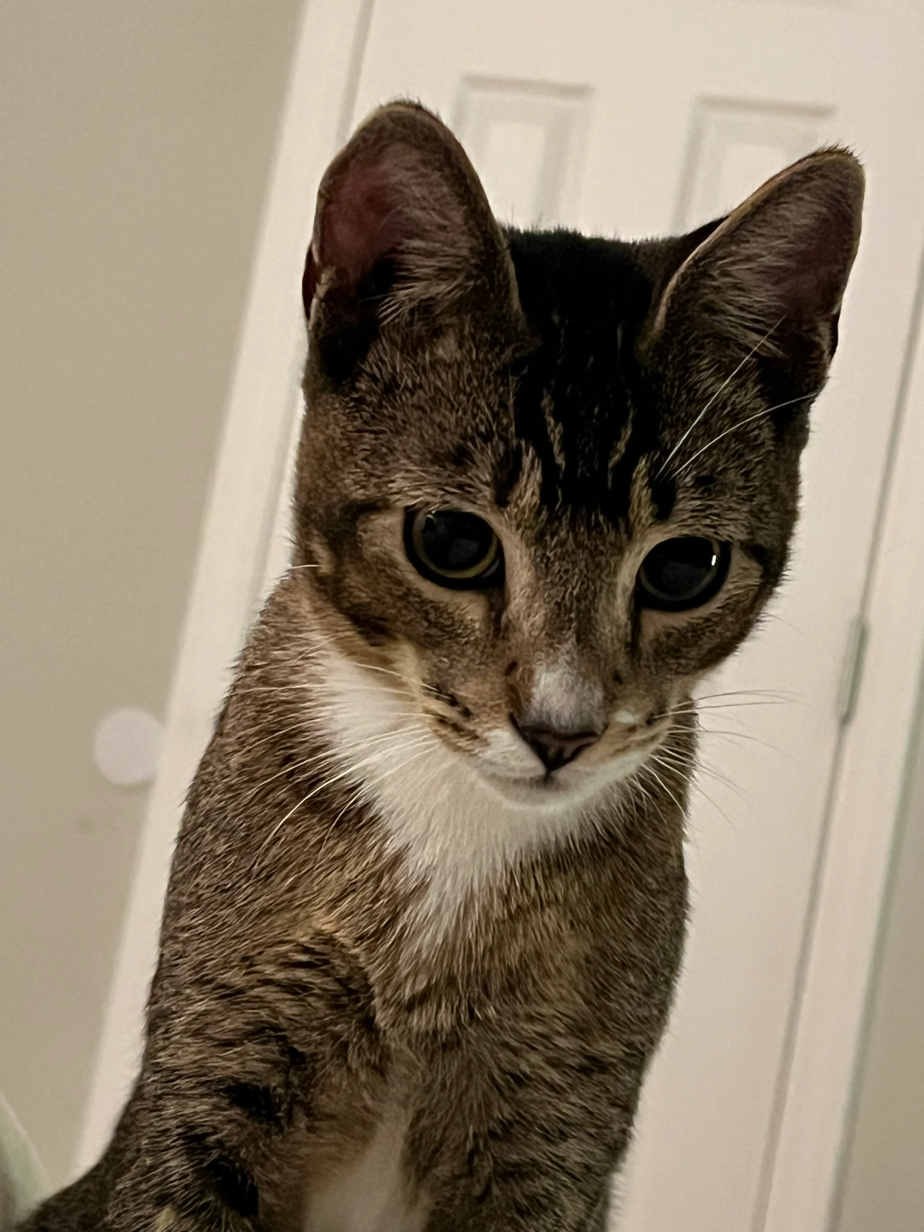 Momo, curious, gazes into your soul. Momo, curious, gazes into your soul.