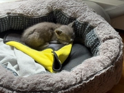 Kitten Rescue Mission