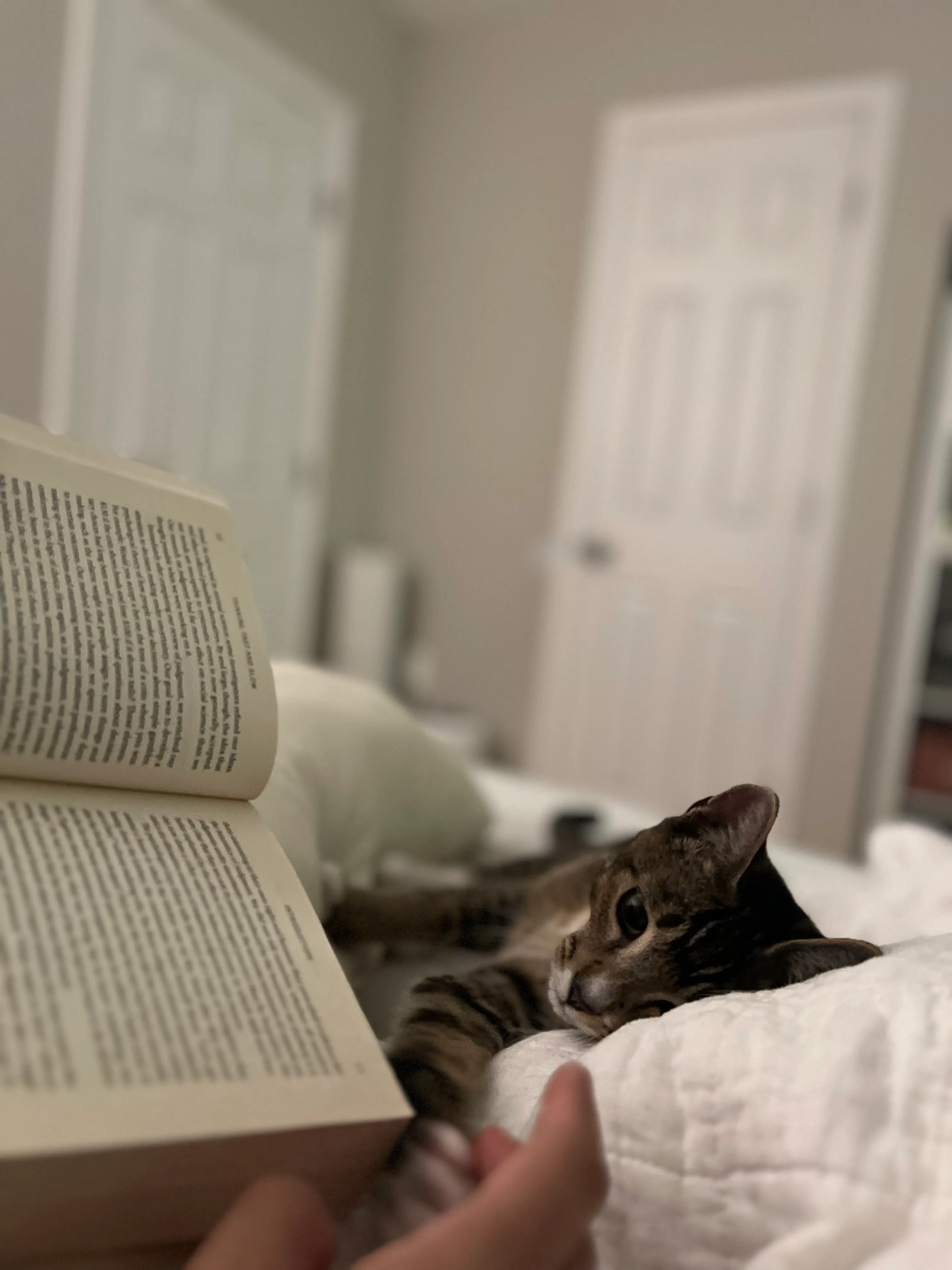 Momo loves being on the bed with us.