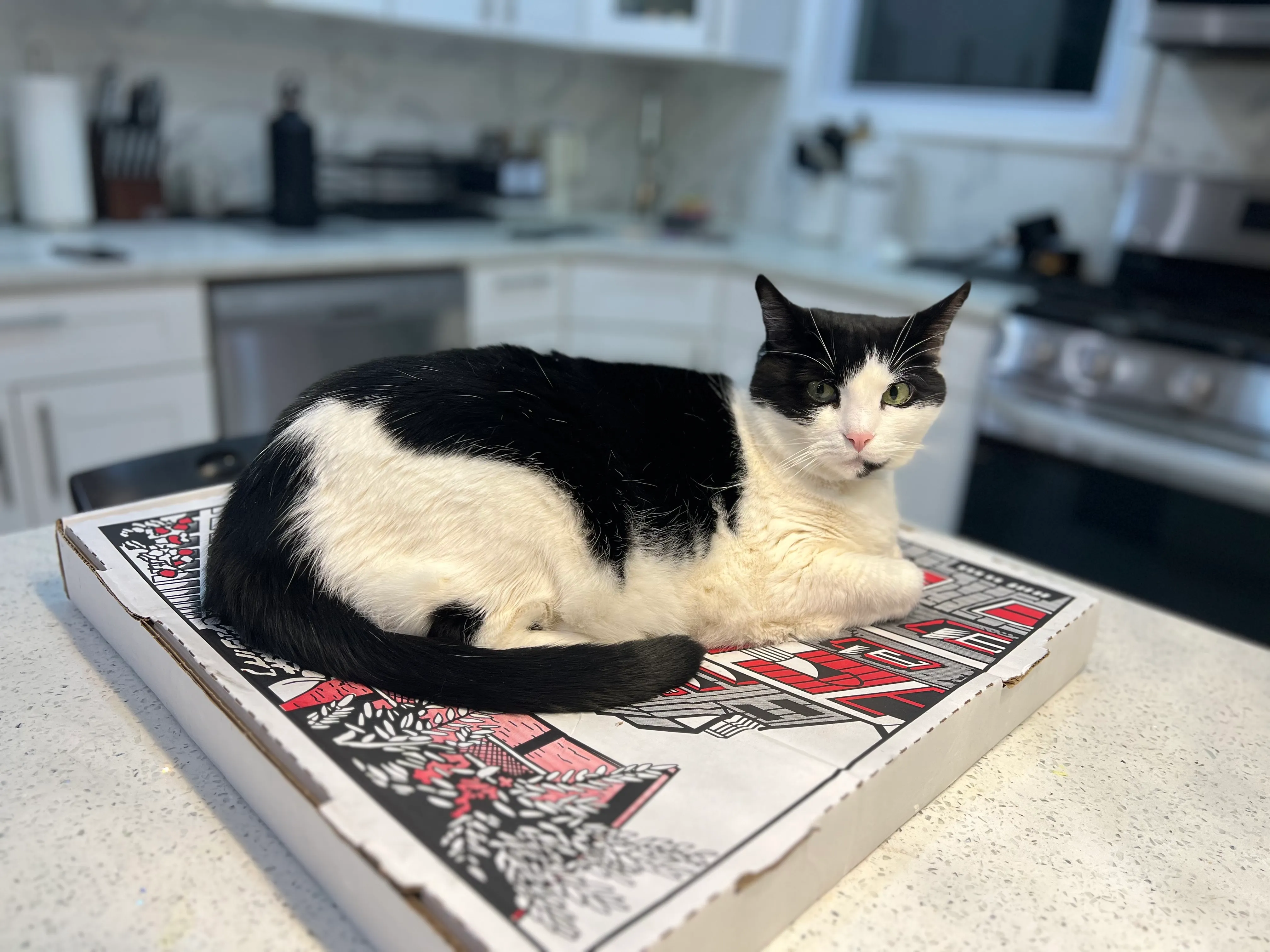 Ori is staring at the photographer from atop the pizza box. Ori is staring at the photographer from atop the pizza box.