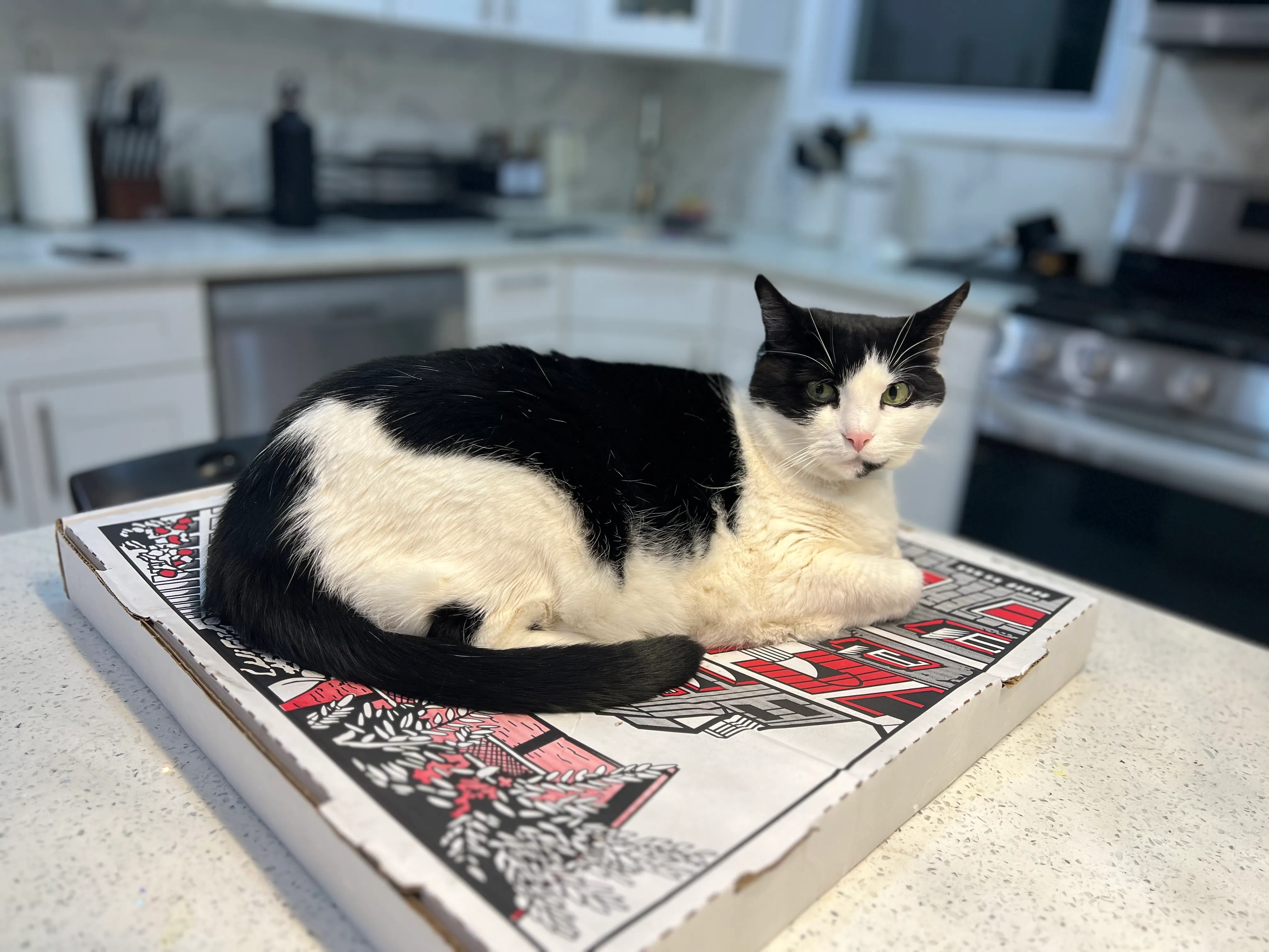 Ori is staring at the photographer from atop the pizza box.