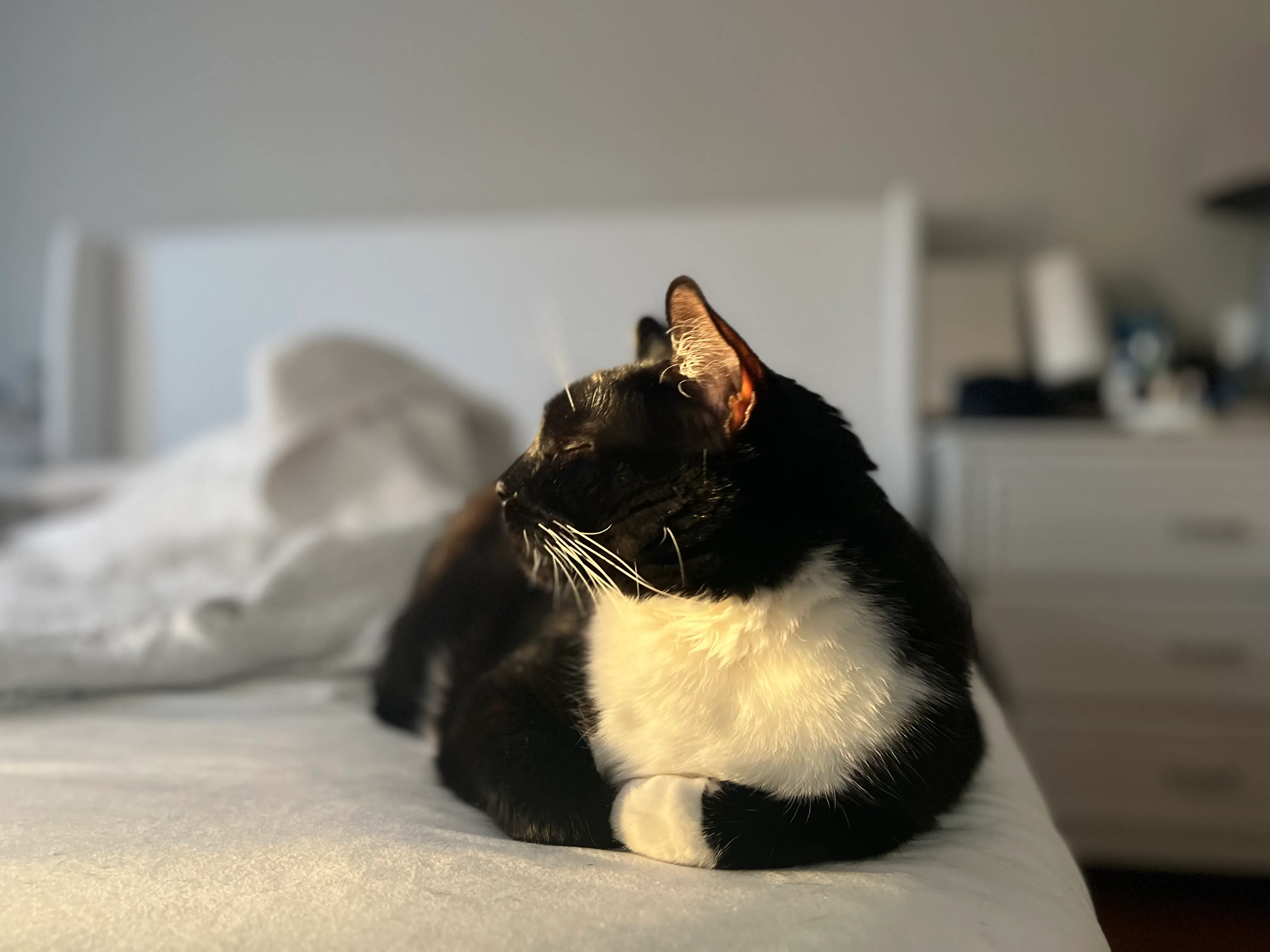 Majestic Rengar is basking in the sun. Majestic Rengar is basking in the sun.