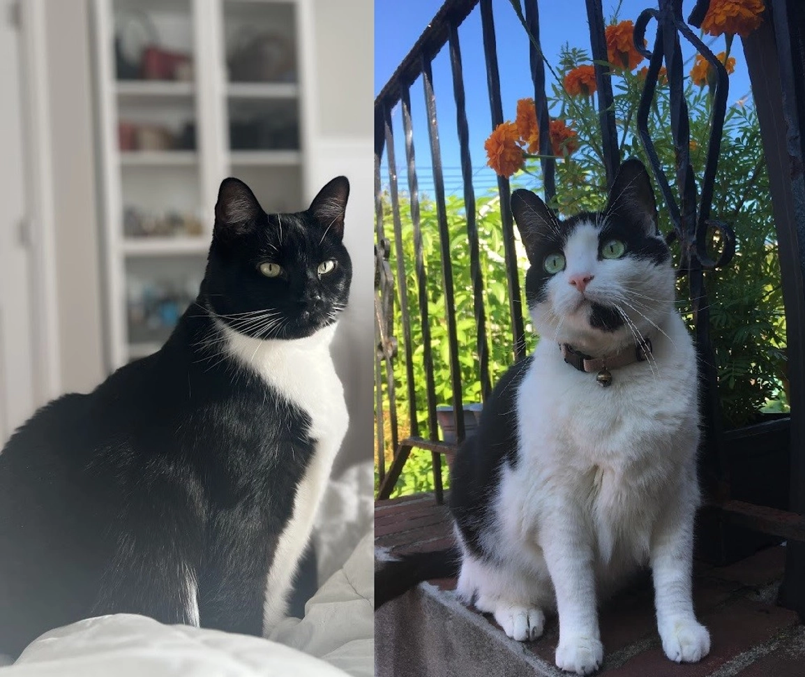 My cats: Rengar and Ori