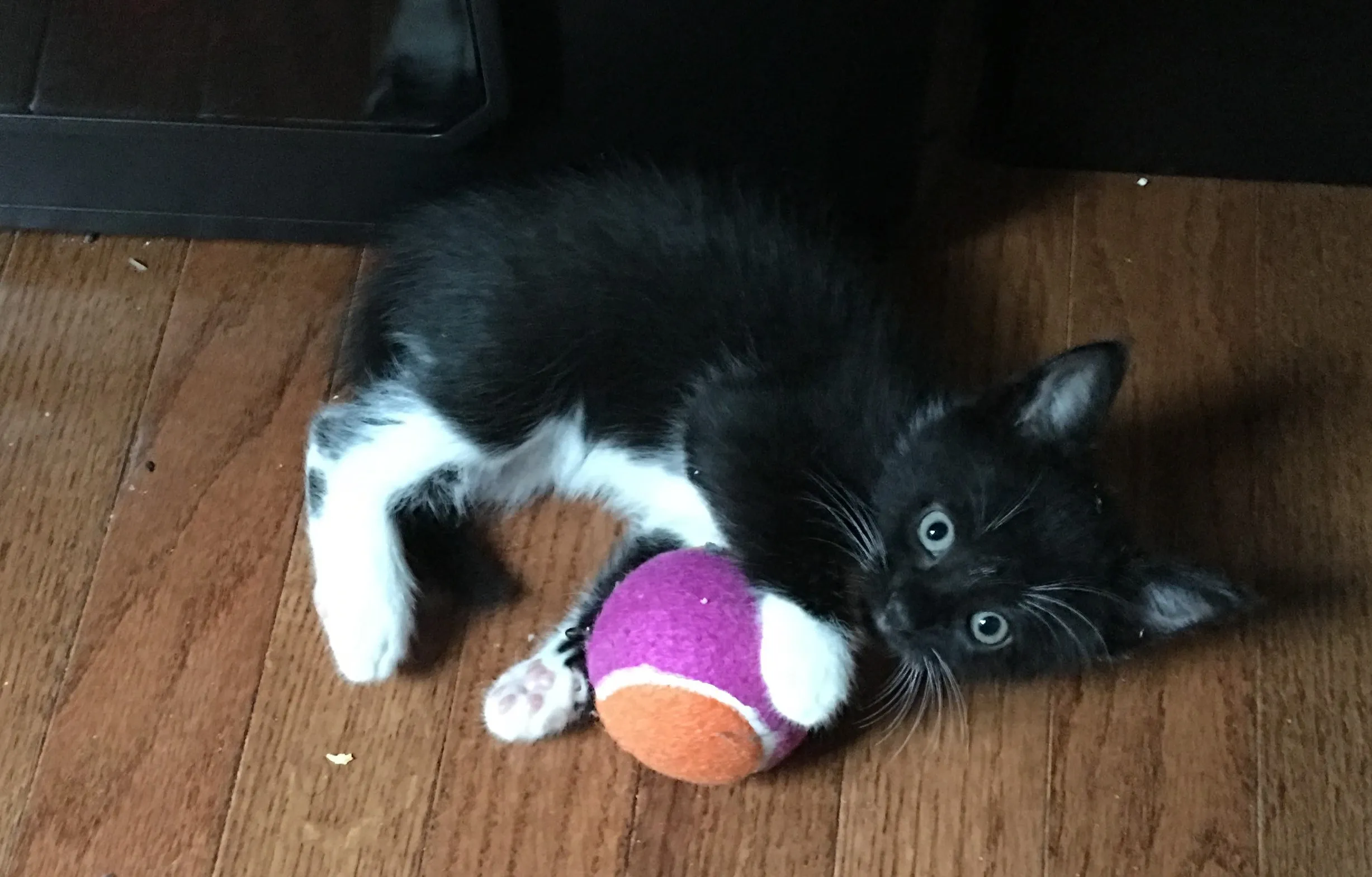 Kitten Rengar playing with a tennis ball