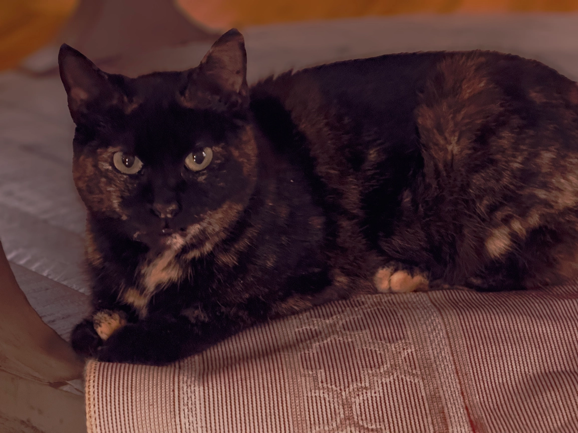 Rescued kitten #2: Tifa